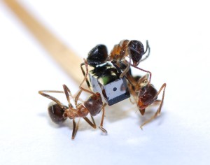 Ants gute Qualitat